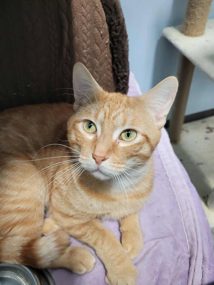 Enlarge Ronald Weasley (Bonded to Mew Mew), a Adoptable Domestic Short Hair in Mission, BC image 5/5