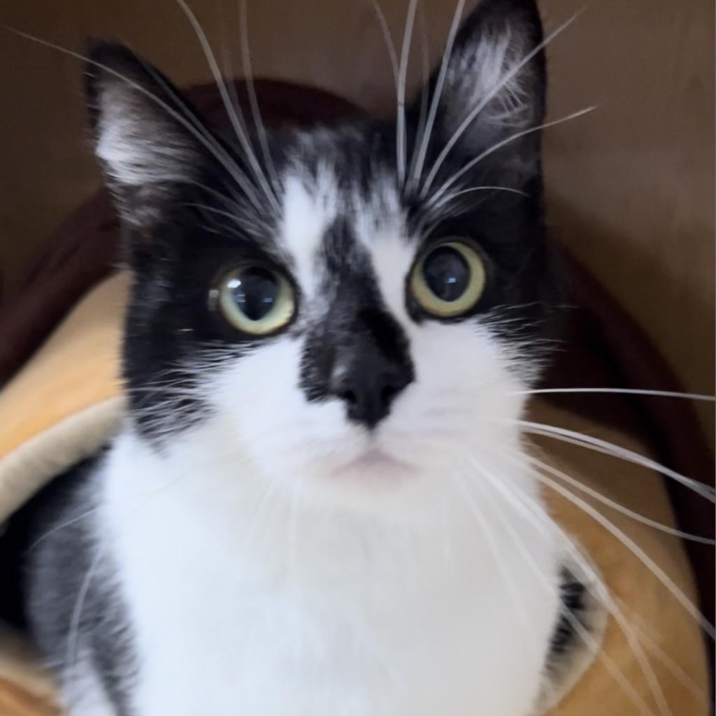 Enlarge Pepper, a Adoptable Domestic Short Hair in Buellton, CA image 1/5