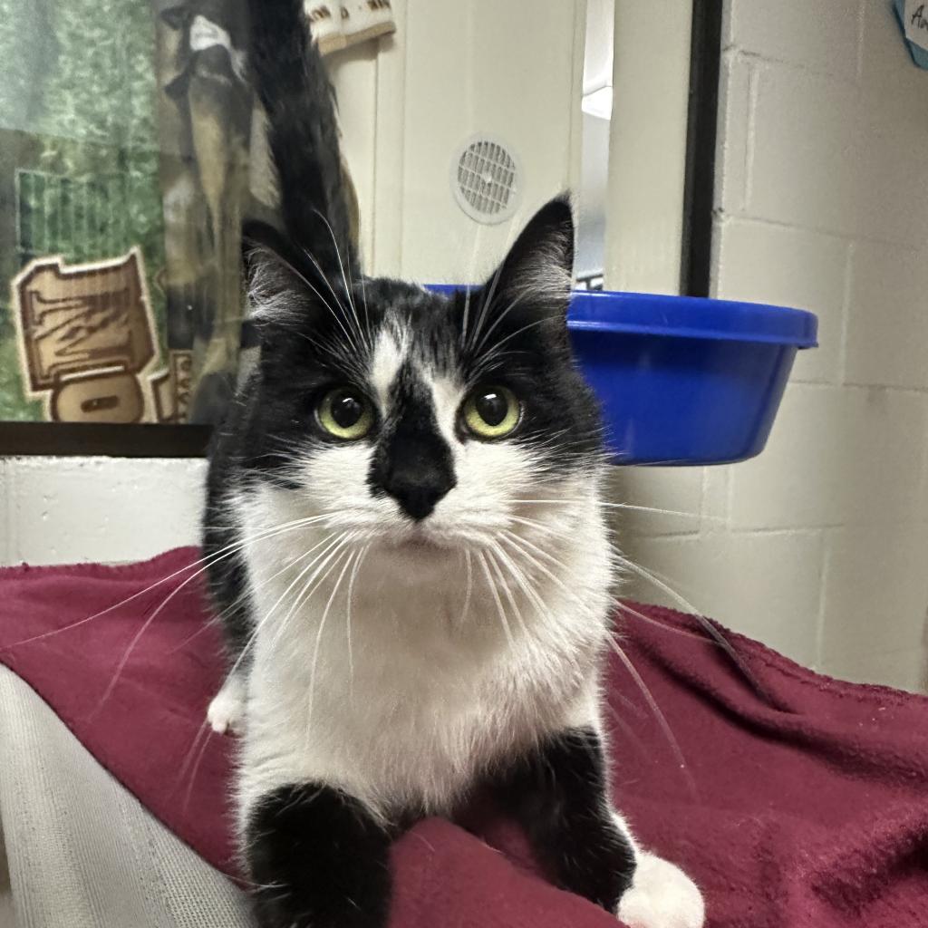 Enlarge Pepper, a Adoptable Domestic Short Hair in Buellton, CA image 2/5