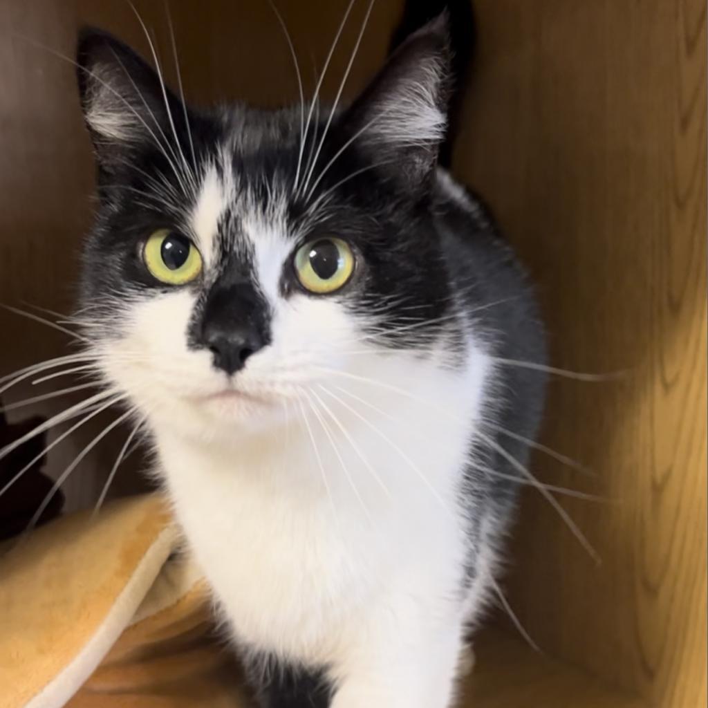 Enlarge Pepper, a Adoptable Domestic Short Hair in Buellton, CA image 3/5