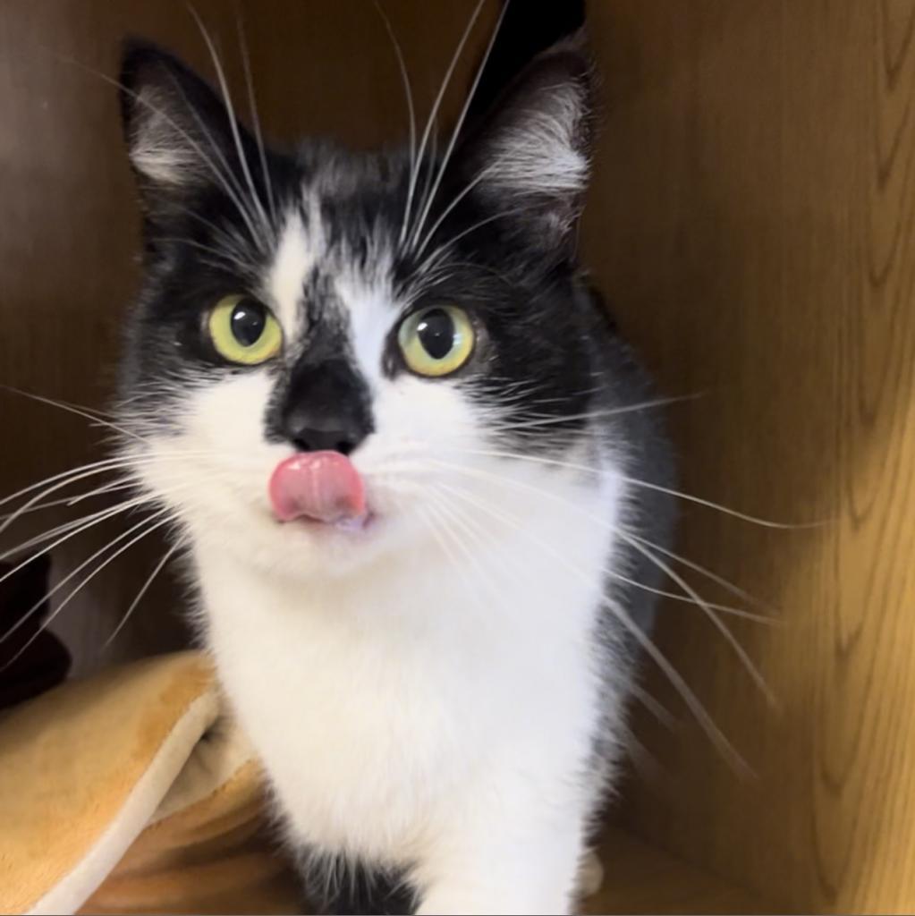 Enlarge Pepper, a Adoptable Domestic Short Hair in Buellton, CA image 4/5