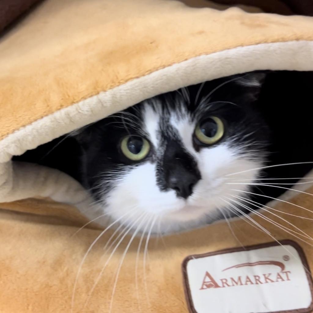 Enlarge Pepper, a Adoptable Domestic Short Hair in Buellton, CA image 5/5