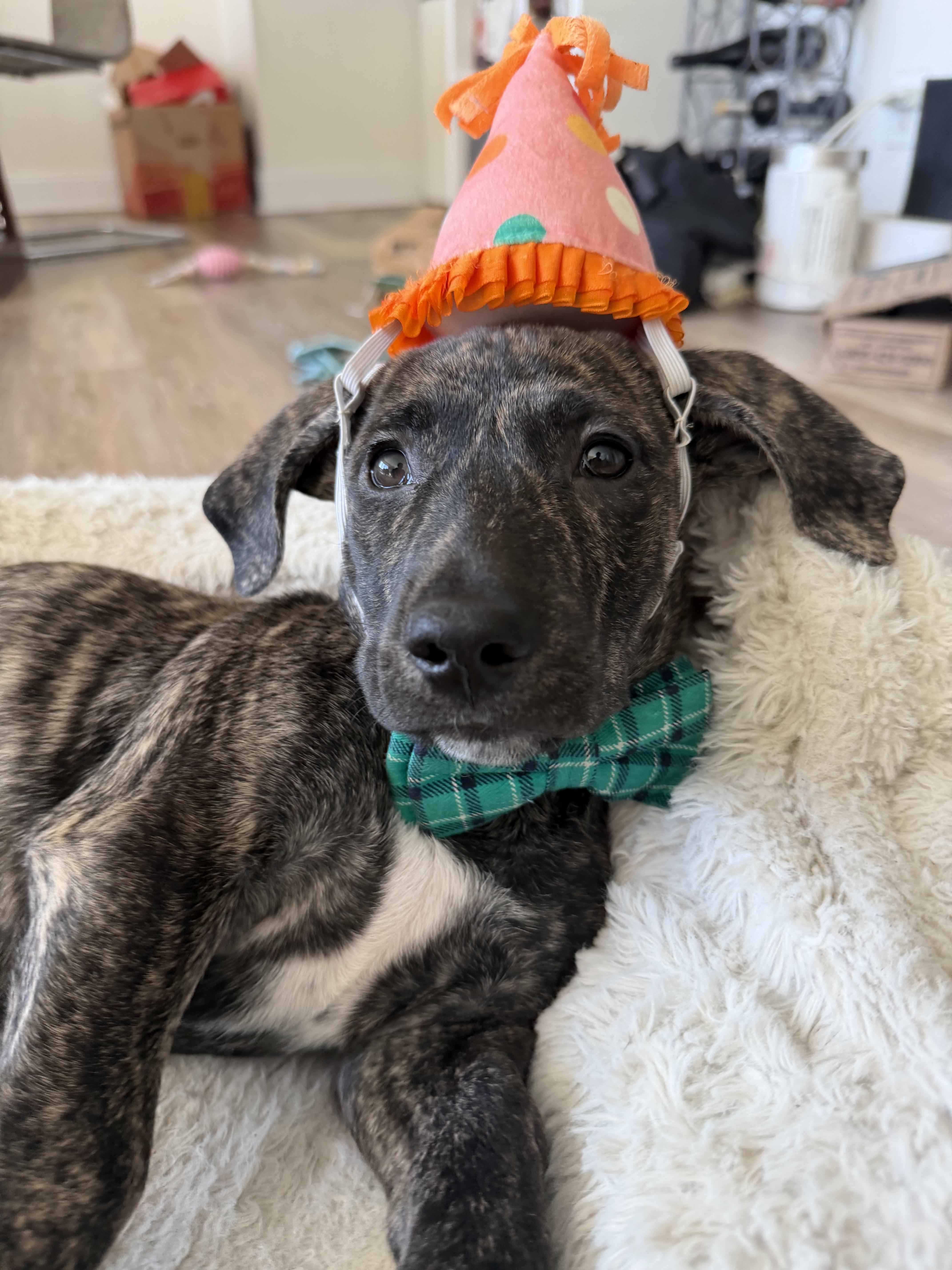 Wayne Lucas, an adopted mixed breed in New York, NY image 4/6