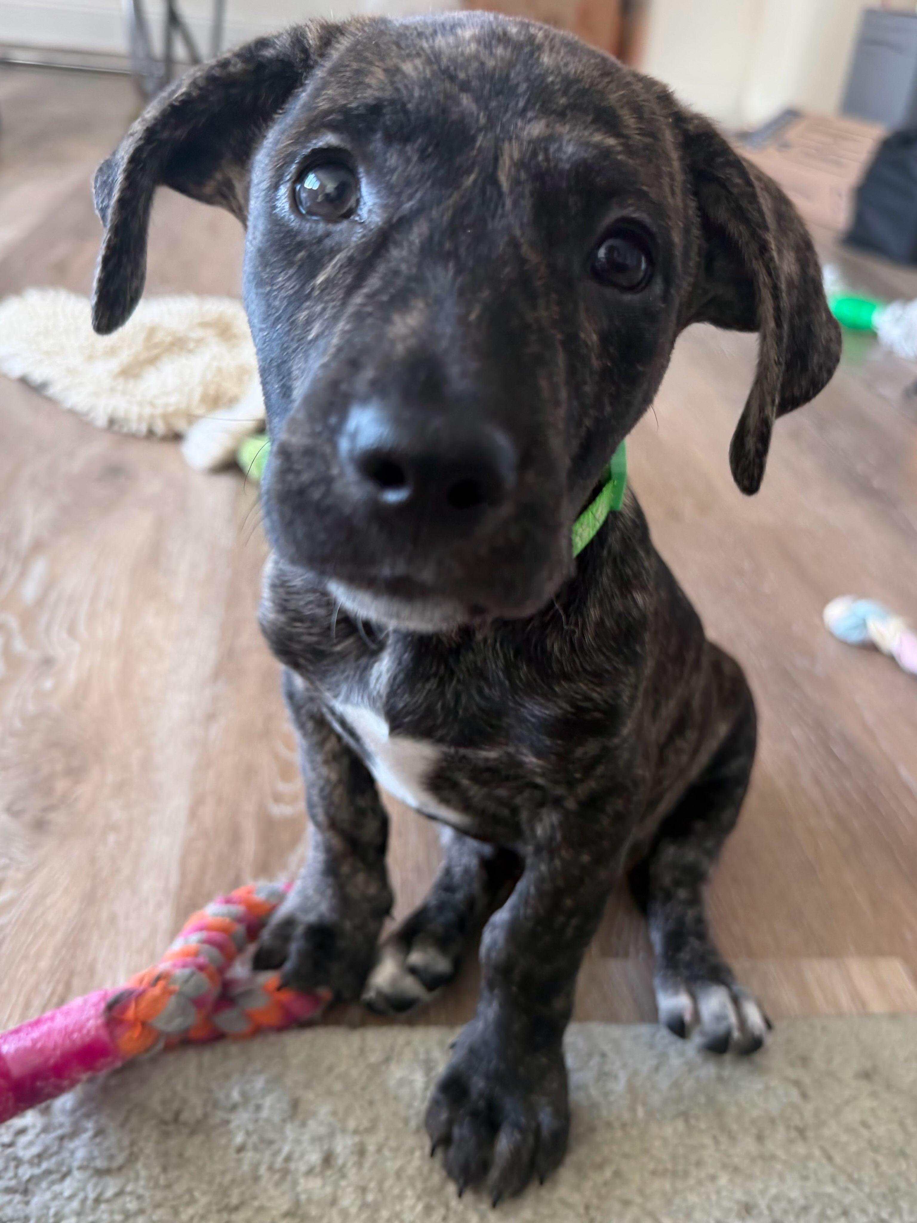 Wayne Lucas, an adopted mixed breed in New York, NY image 2/6