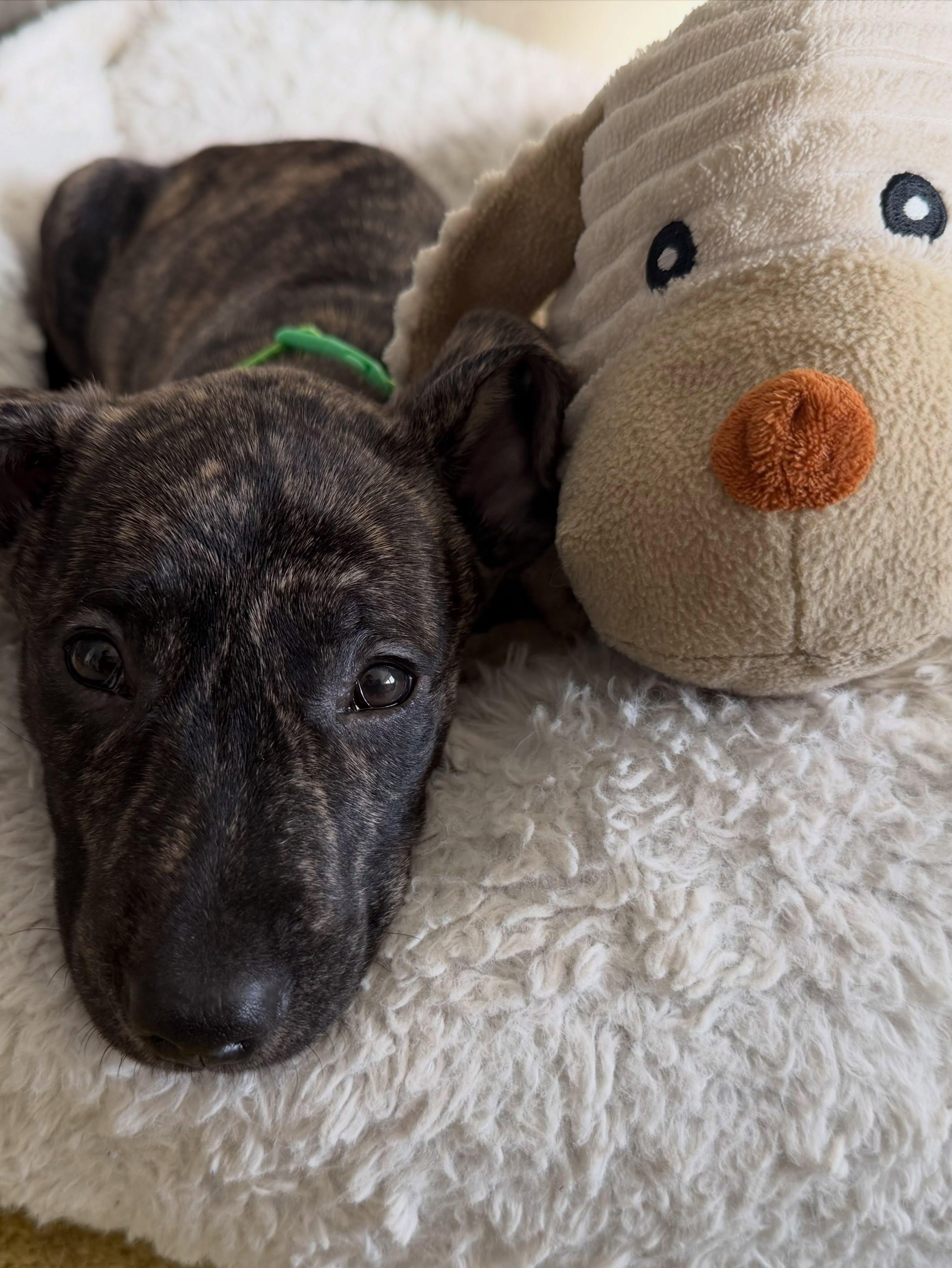 Wayne Lucas, an adopted mixed breed in New York, NY image 1/6
