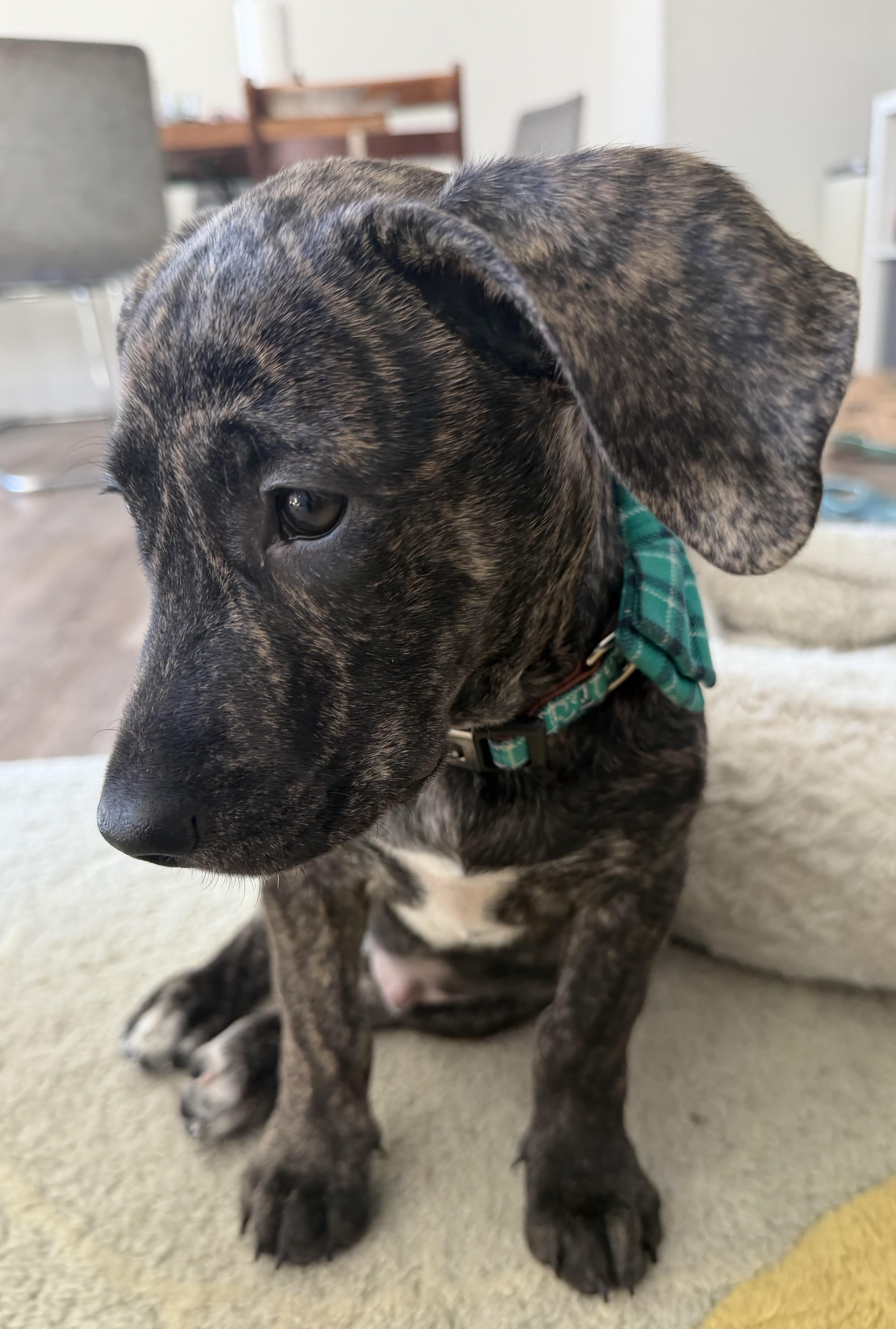 Wayne Lucas, an adopted mixed breed in New York, NY image 5/6