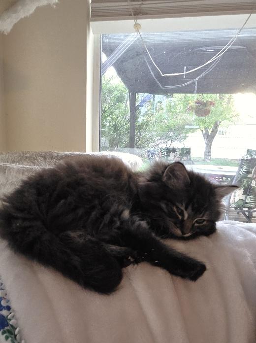 Blueberry, an adopted Domestic Long Hair in Salt Lake City, UT image 3/4