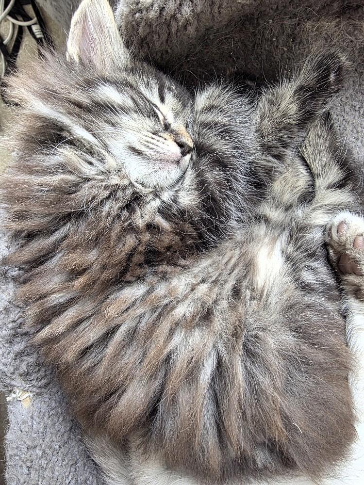 Blueberry, an adopted Domestic Long Hair in Salt Lake City, UT image 2/4