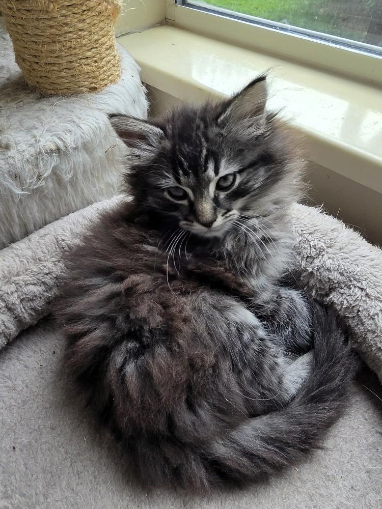 Blueberry, an adopted Domestic Long Hair in Salt Lake City, UT image 4/4