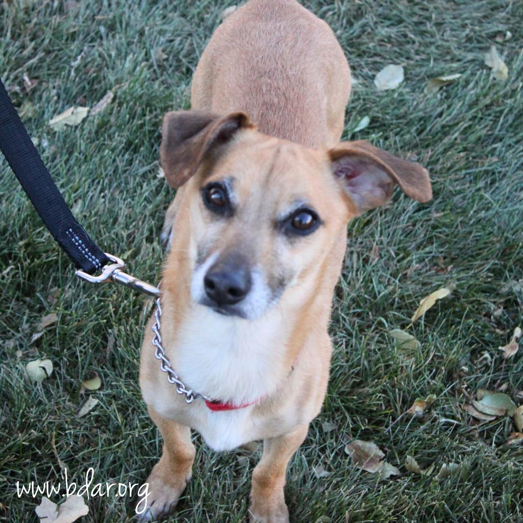 Brunch, Adoptable, Young Male Mixed Breed.