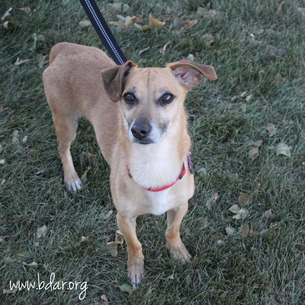 Brunch, a Adoptable Mixed Breed in Cheyenne, WY image 2/2