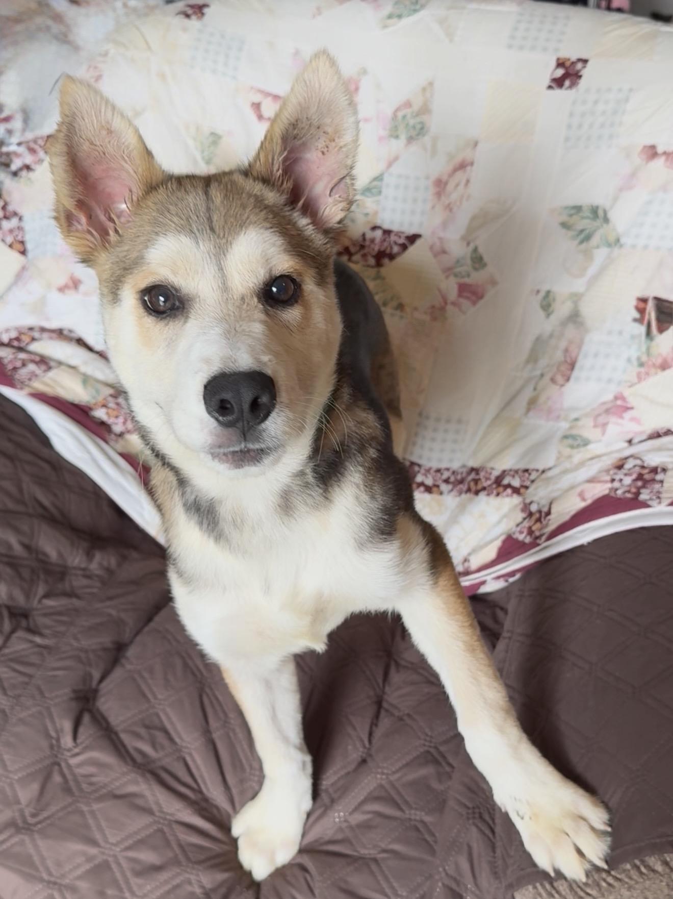 Amazing Hazel, a ADOPTABLE mixed breed in West Hartford , CT image 4/6