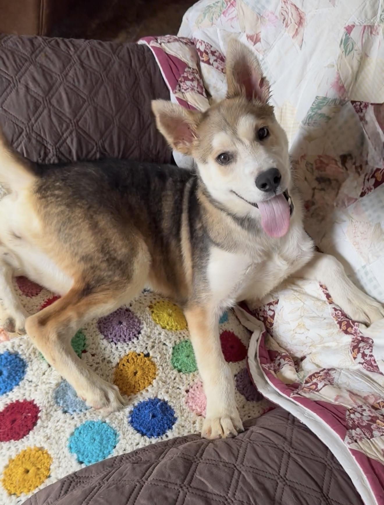 Amazing Hazel, a ADOPTABLE mixed breed in West Hartford , CT image 2/6