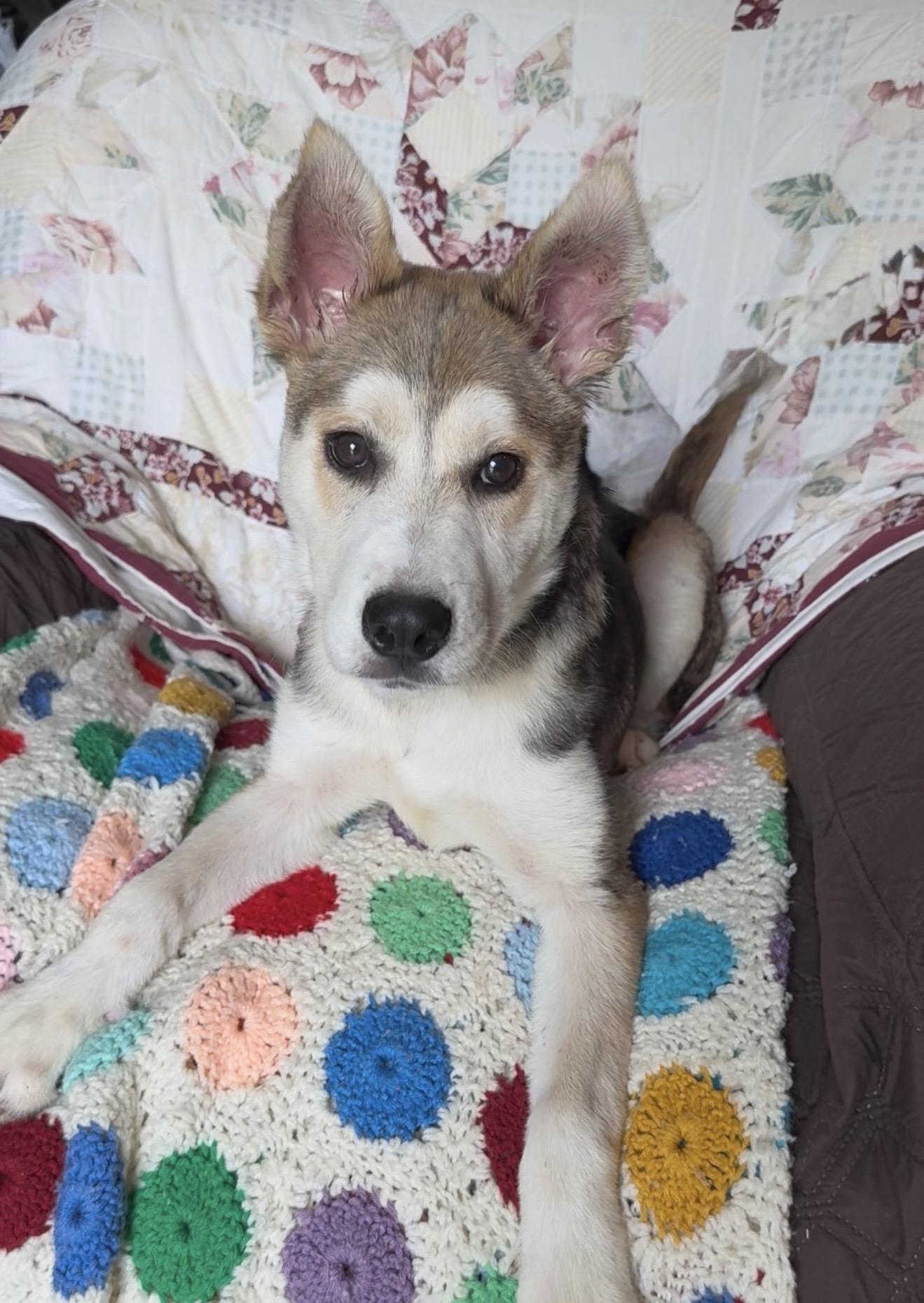 Amazing Hazel, a ADOPTABLE mixed breed in West Hartford , CT image 1/6