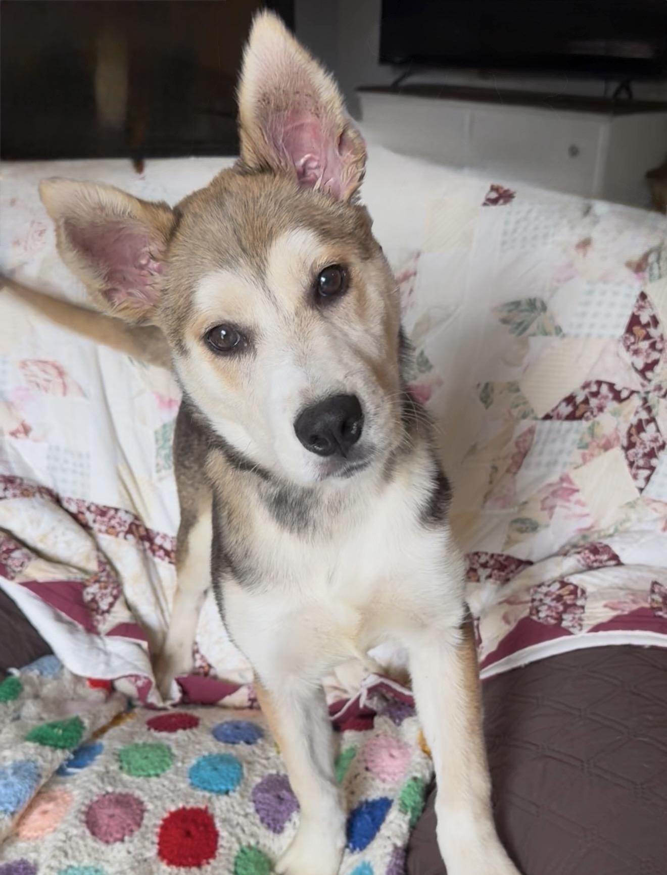 Amazing Hazel, a ADOPTABLE mixed breed in West Hartford , CT image 3/6