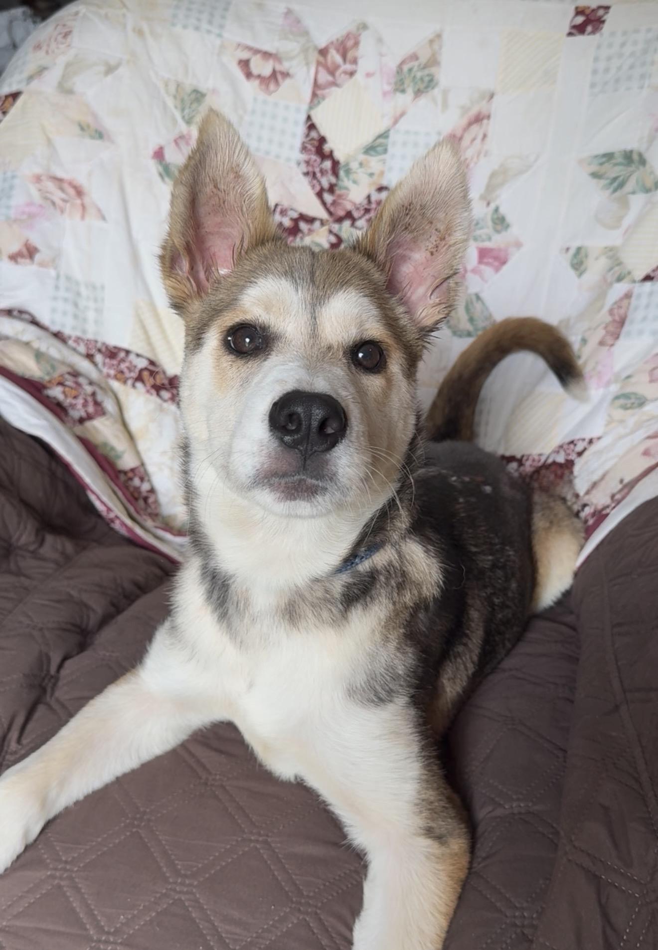 Amazing Hazel, a ADOPTABLE mixed breed in West Hartford , CT image 6/6