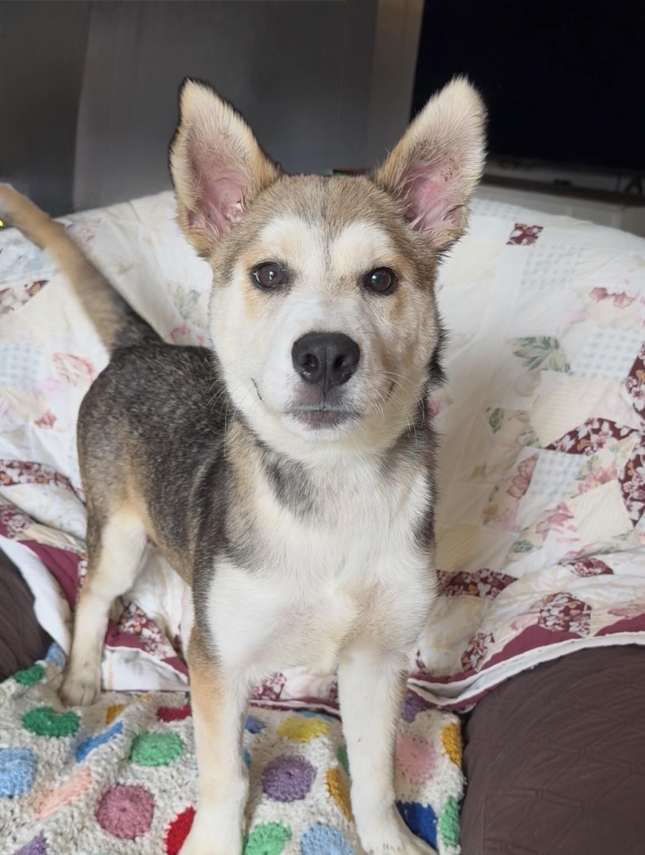 Amazing Hazel, a ADOPTABLE mixed breed in West Hartford , CT image 5/6