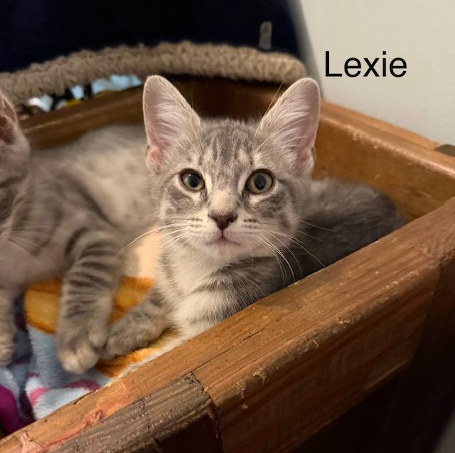 Lexie, a Adoptable mixed breed in Annapolis, MD image 1/3