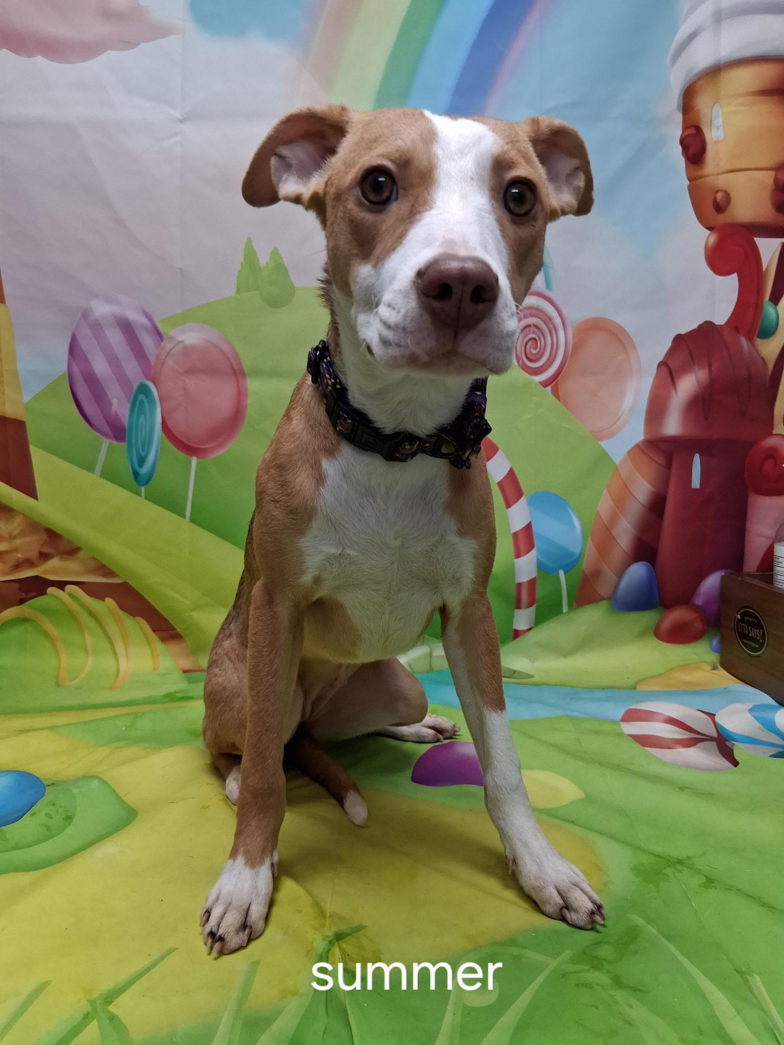 Enlarge Summer, a ADOPTABLE Mixed Breed in Urbana, OH image 1/1