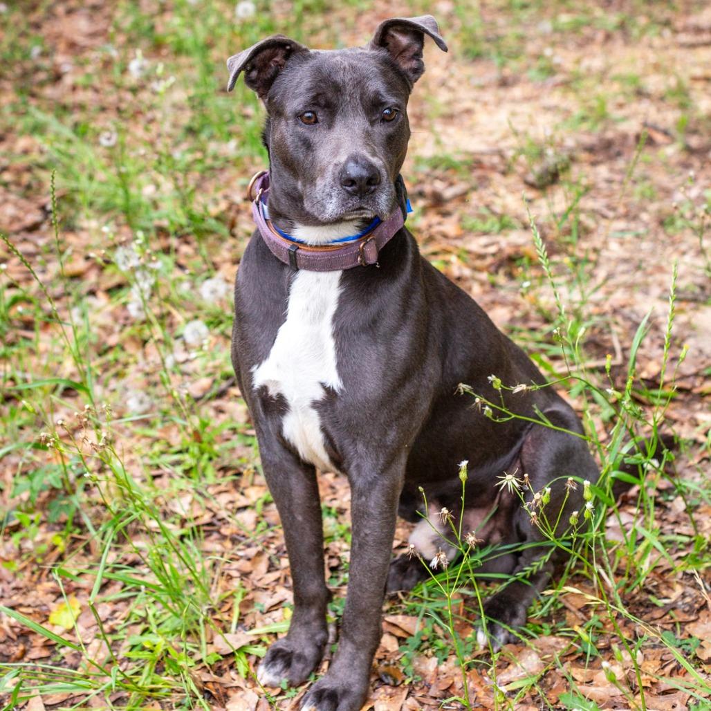 Big Cheese, Adoptable, Adult Male Labrador Retriever & Mixed Breed.