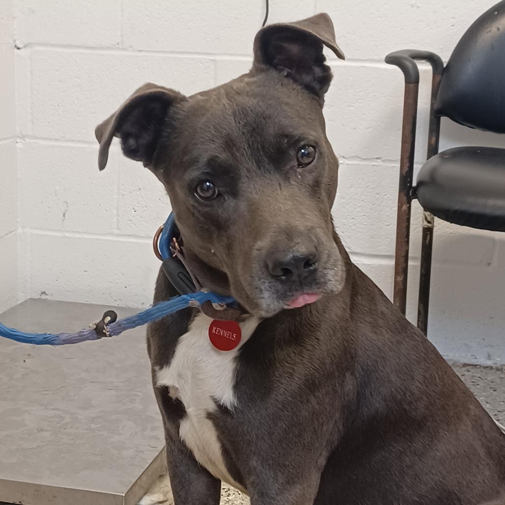 Big Cheese, a Adoptable mixed breed in Hattiesburg, MS image 2/3