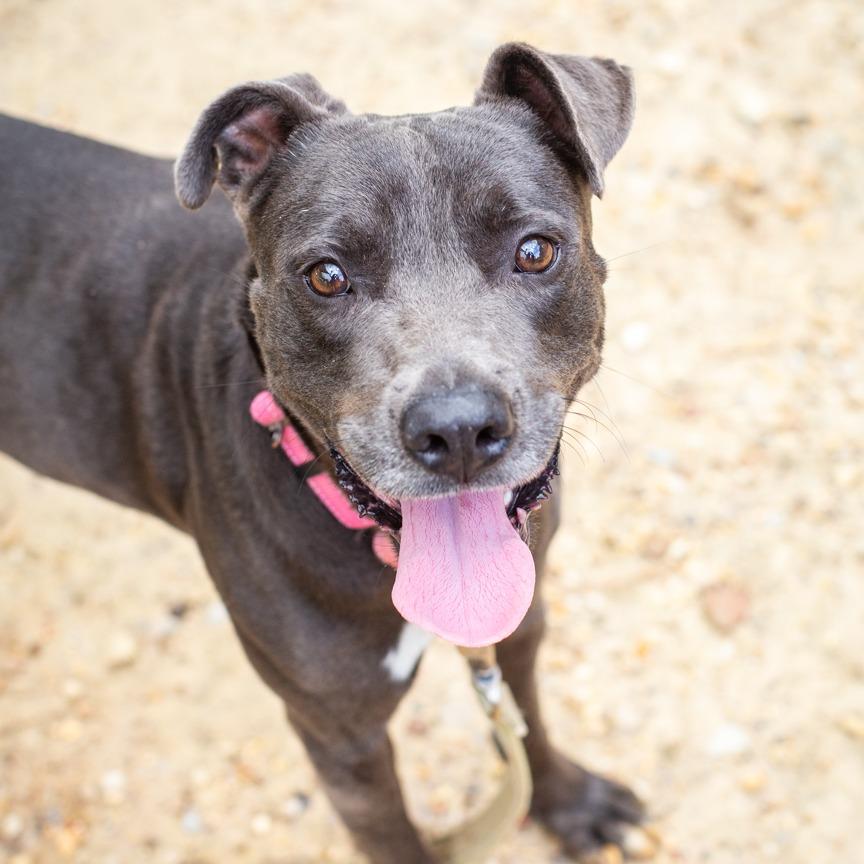 Big Cheese, a Adoptable mixed breed in Hattiesburg, MS image 3/3