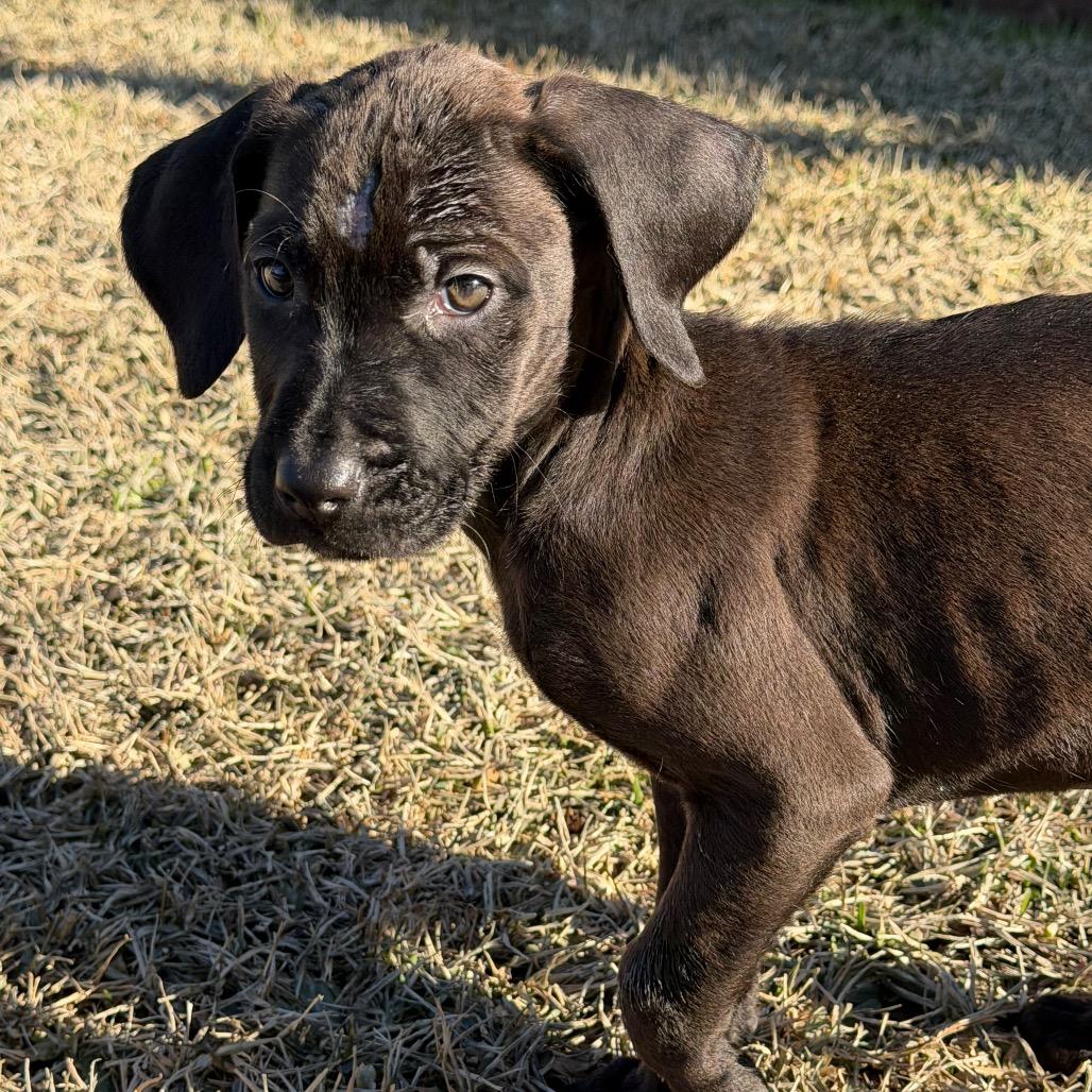 Stella, Adoptable, Puppy Female Labrador Retriever & Poodle.