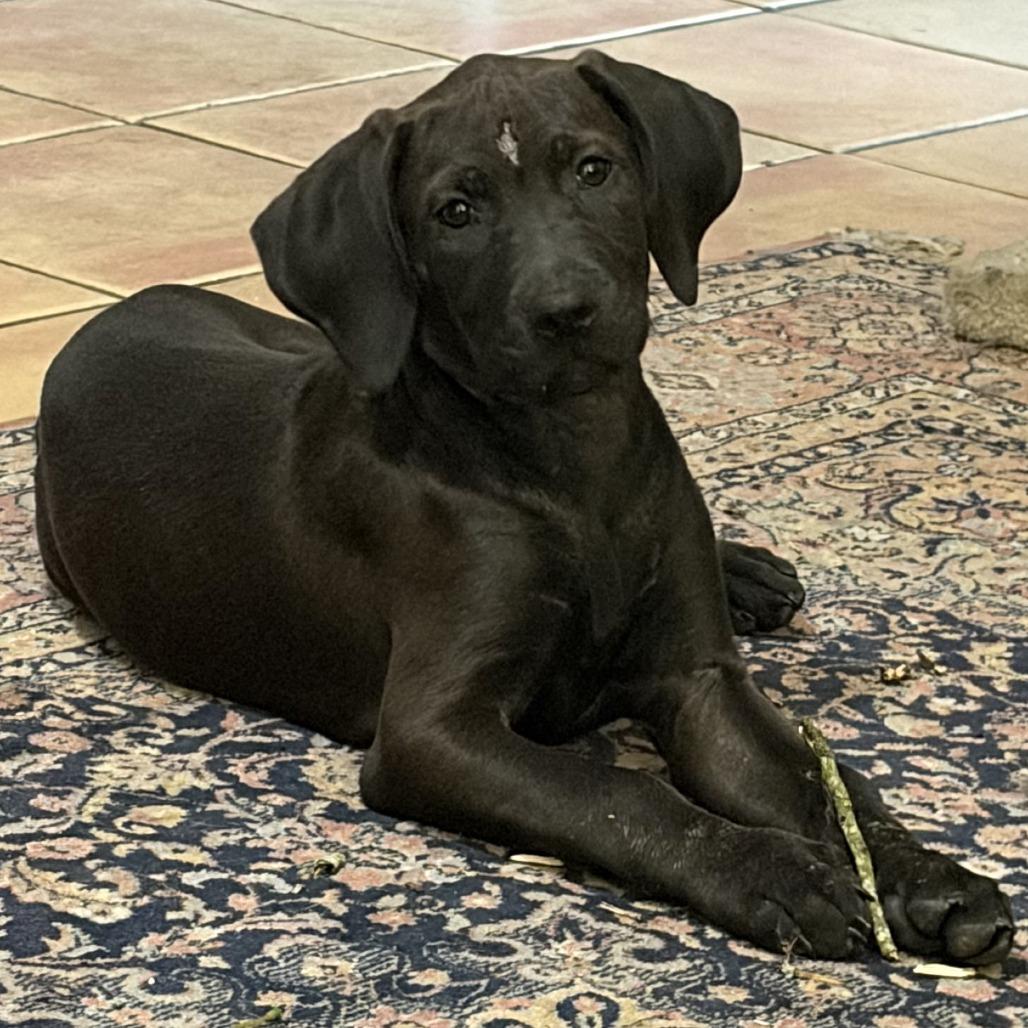 Enlarge Stella, a Adoptable mixed breed in Baton Rouge, LA image 2/5