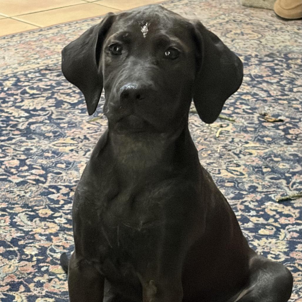 Enlarge Stella, a Adoptable mixed breed in Baton Rouge, LA image 3/5