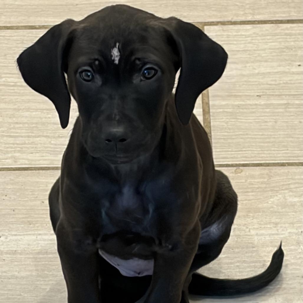 Enlarge Stella, a Adoptable mixed breed in Baton Rouge, LA image 4/5