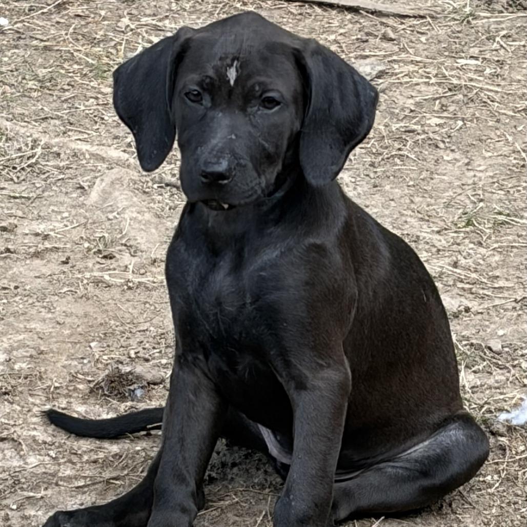 Enlarge Stella, a Adoptable mixed breed in Baton Rouge, LA image 5/5