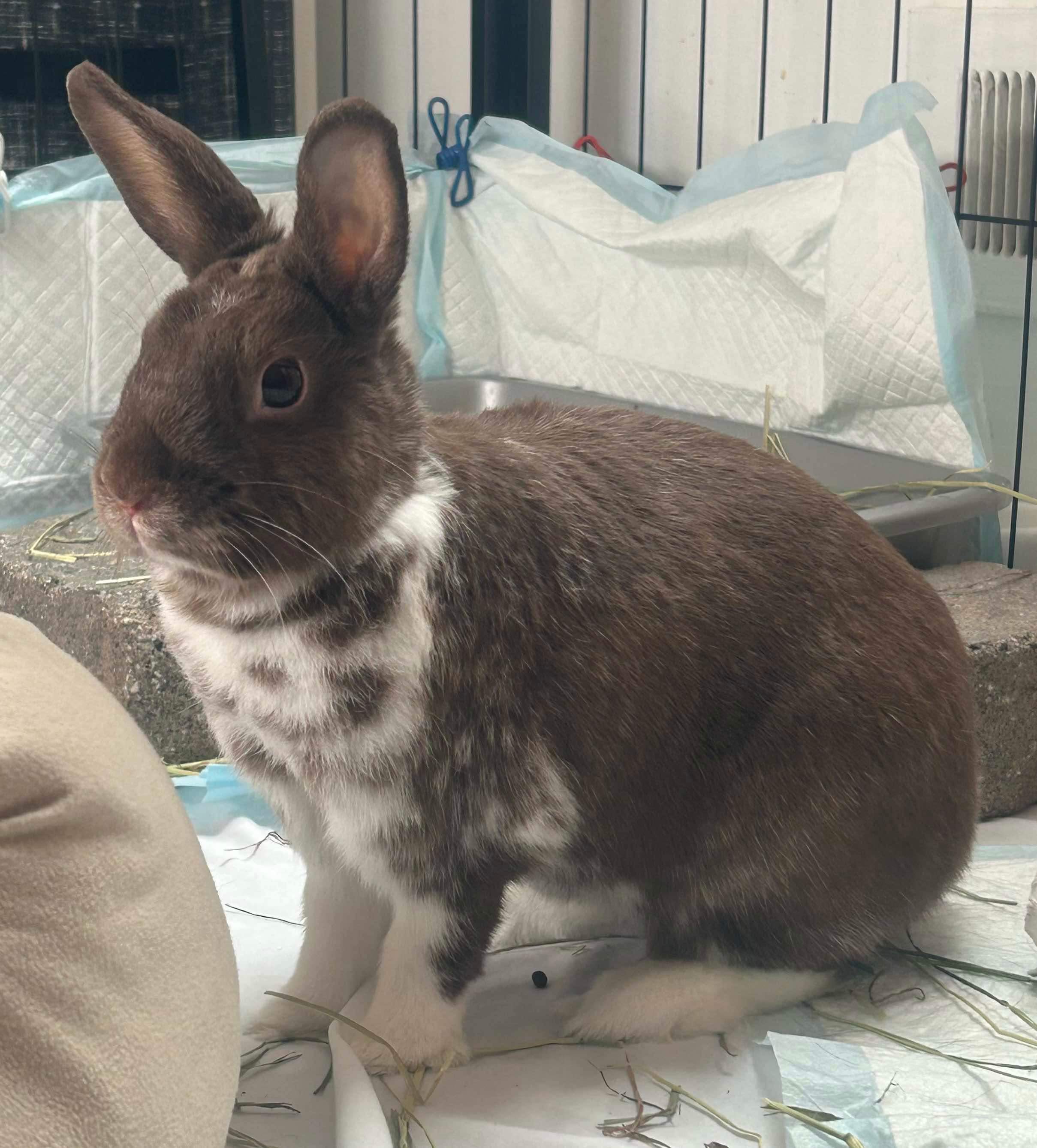 Paris, a Adopted American in Verona, NJ image 2/5