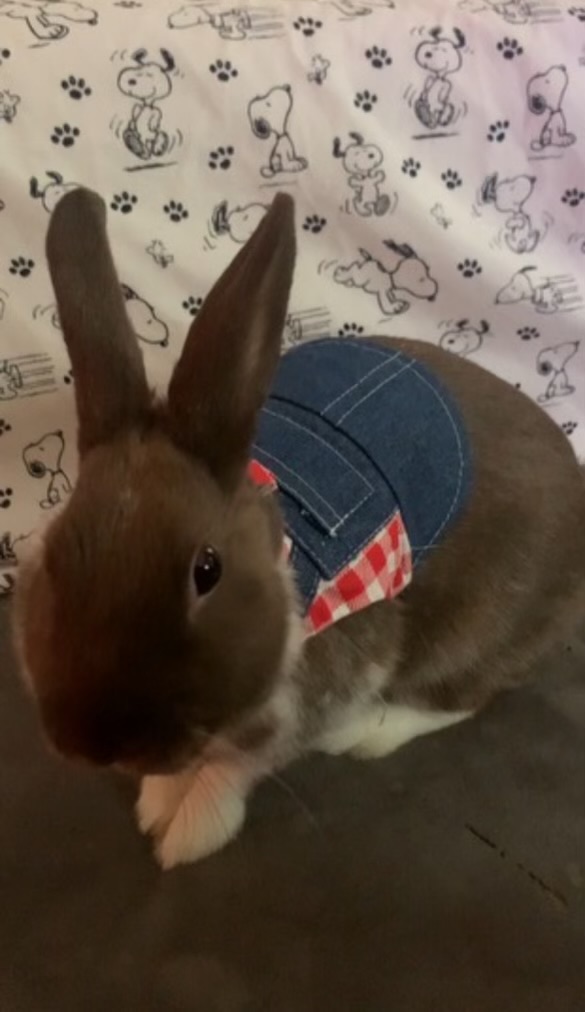 Paris, a Adopted American in Verona, NJ image 1/5