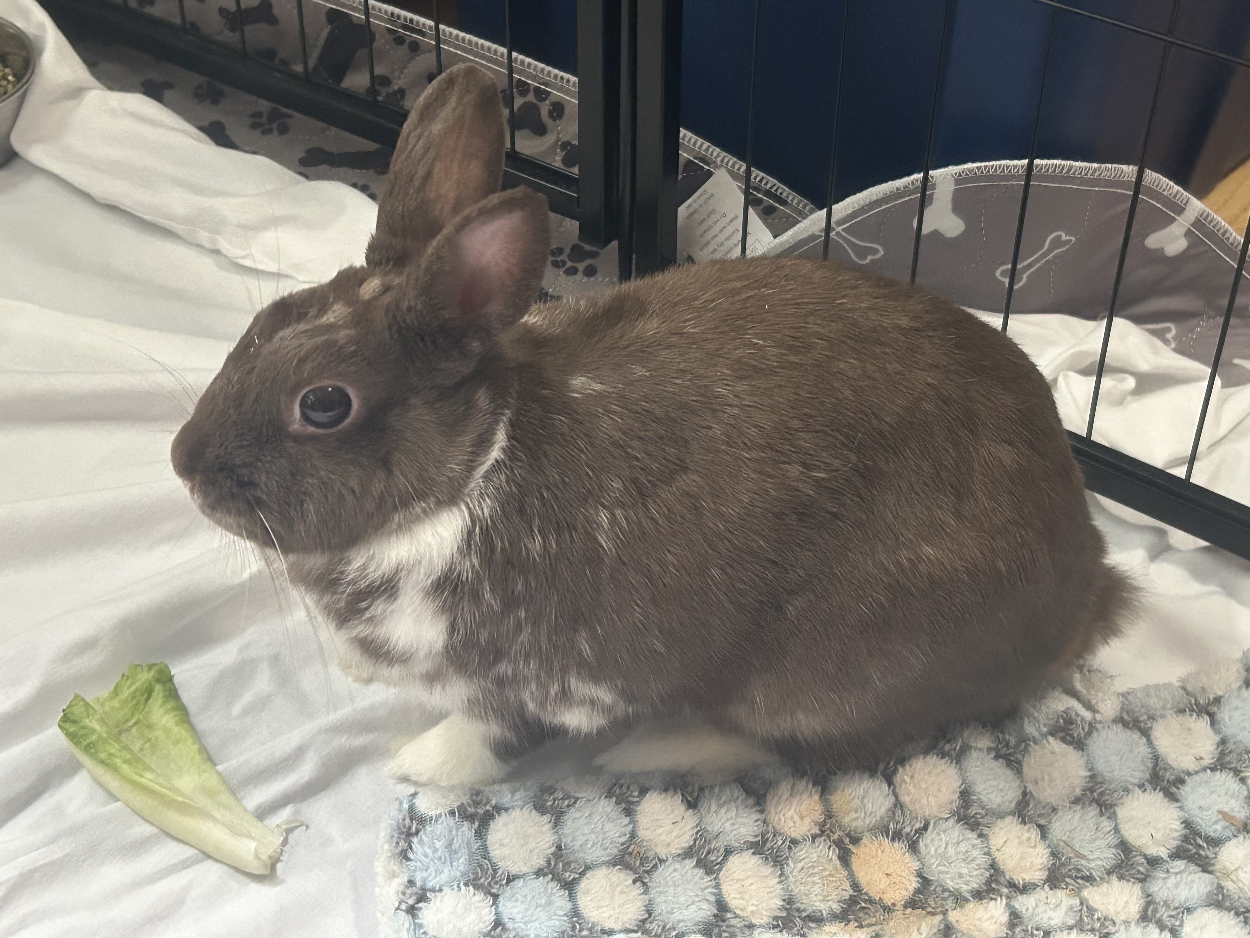 Paris, a Adopted American in Verona, NJ image 3/5