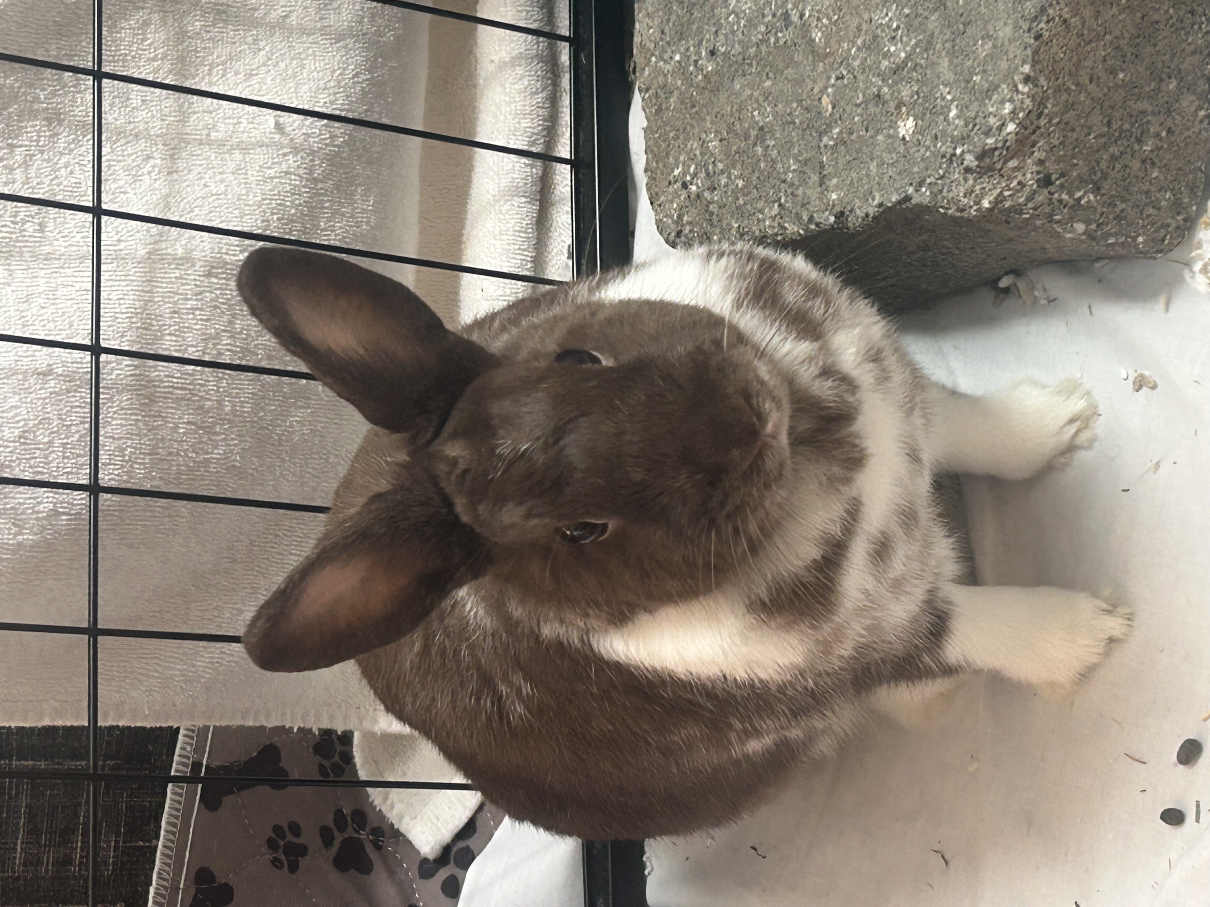 Paris, a Adopted American in Verona, NJ image 4/5