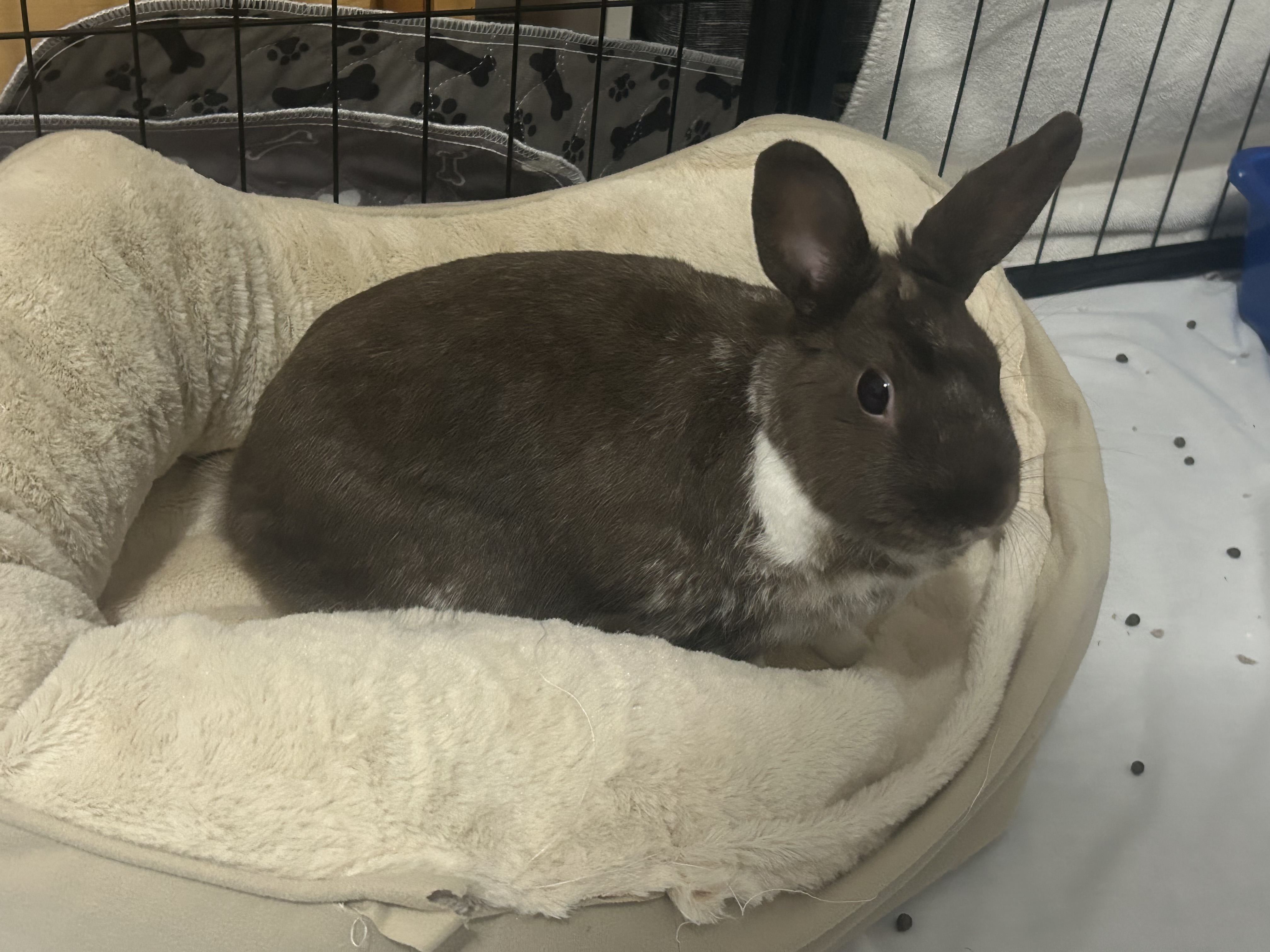 Paris, a Adopted American in Verona, NJ image 5/5