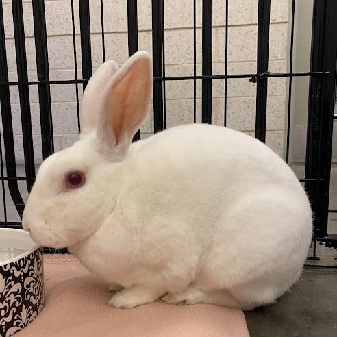 Snoop, a Adoptable mixed breed in Pittsburgh, PA image 1/6