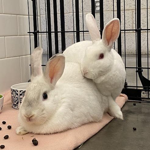 Snoop, a Adoptable mixed breed in Pittsburgh, PA image 2/6