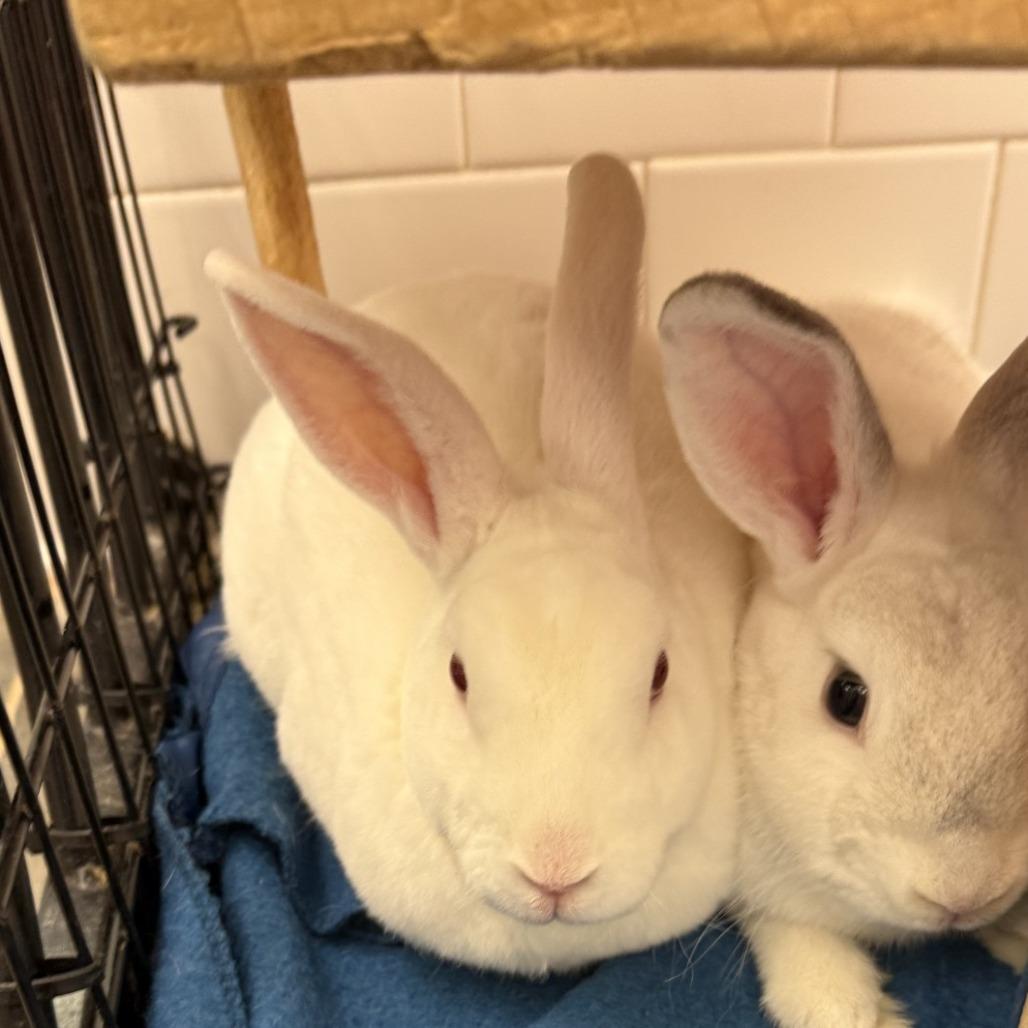 Snoop, a Adoptable mixed breed in Pittsburgh, PA image 3/6