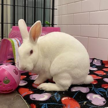 Snoop, a Adoptable mixed breed in Pittsburgh, PA image 5/6