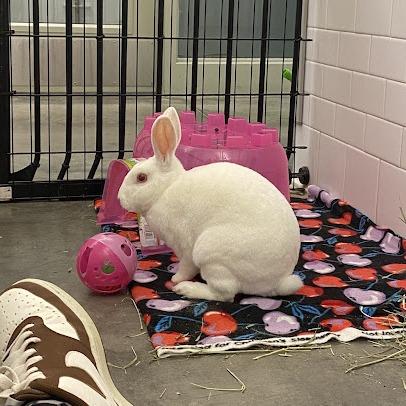 Snoop, a Adoptable mixed breed in Pittsburgh, PA image 6/6