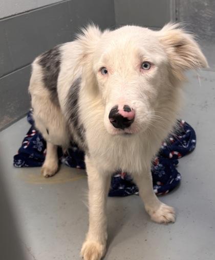 Ozzie - 2, Adoptable, Adult Male Australian Shepherd.