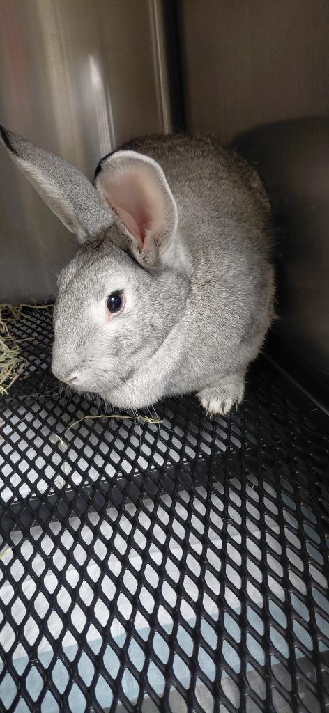 Enlarge Ziggy, a Adoptable American in Cincinnati, OH image 1/1