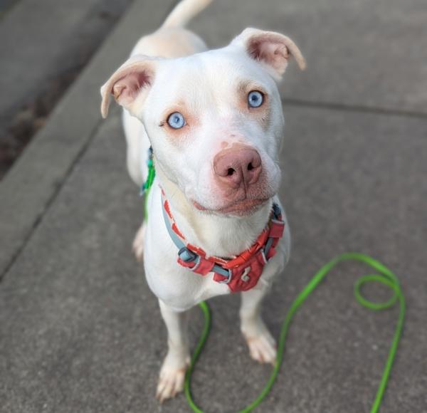 Enlarge Cher, a Adoptable mixed breed in Santa Rosa, CA image 1/2