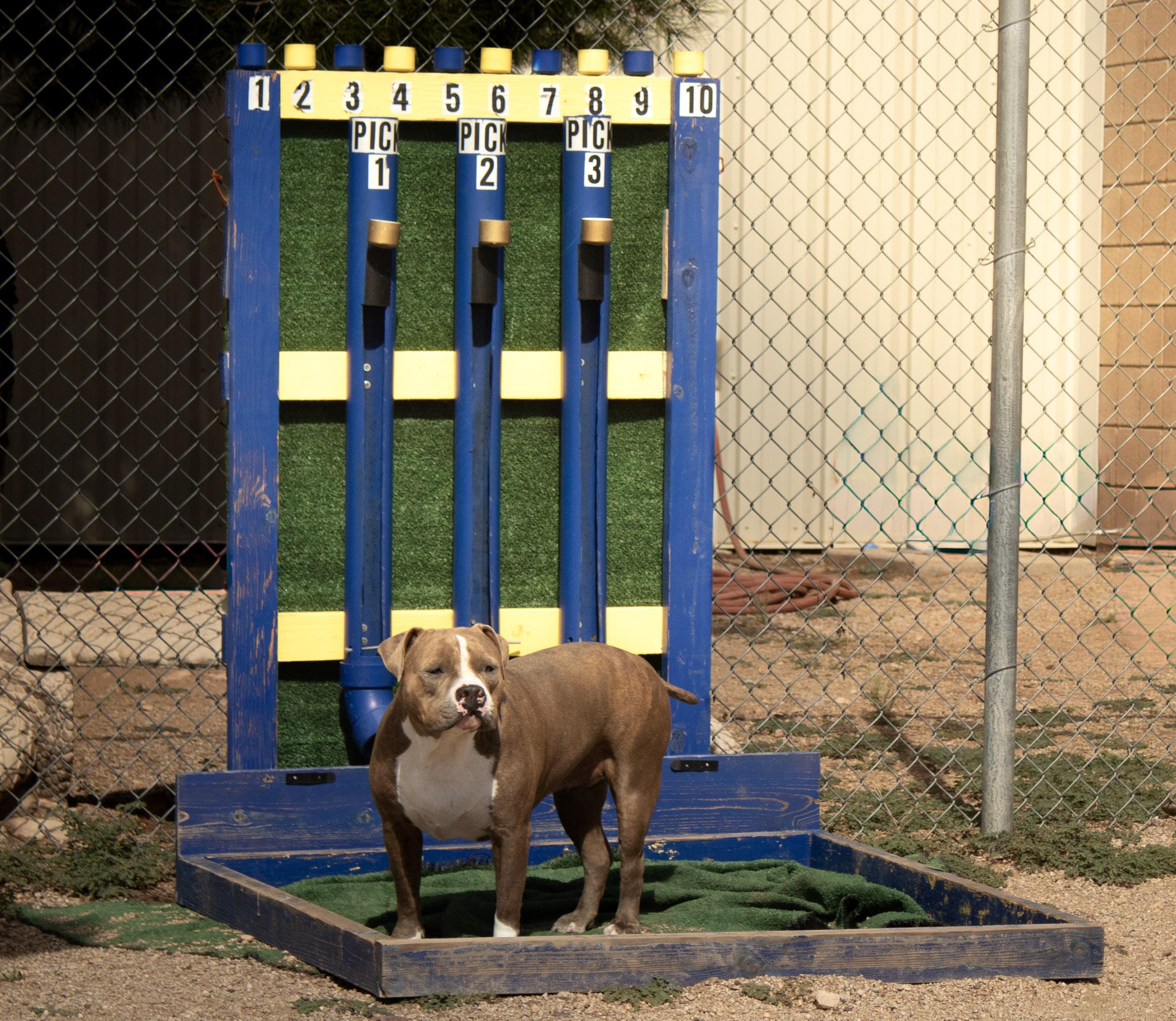 Enlarge Doja, a Adoptable Pit Bull Terrier in Sierra Vista, AZ image 1/2