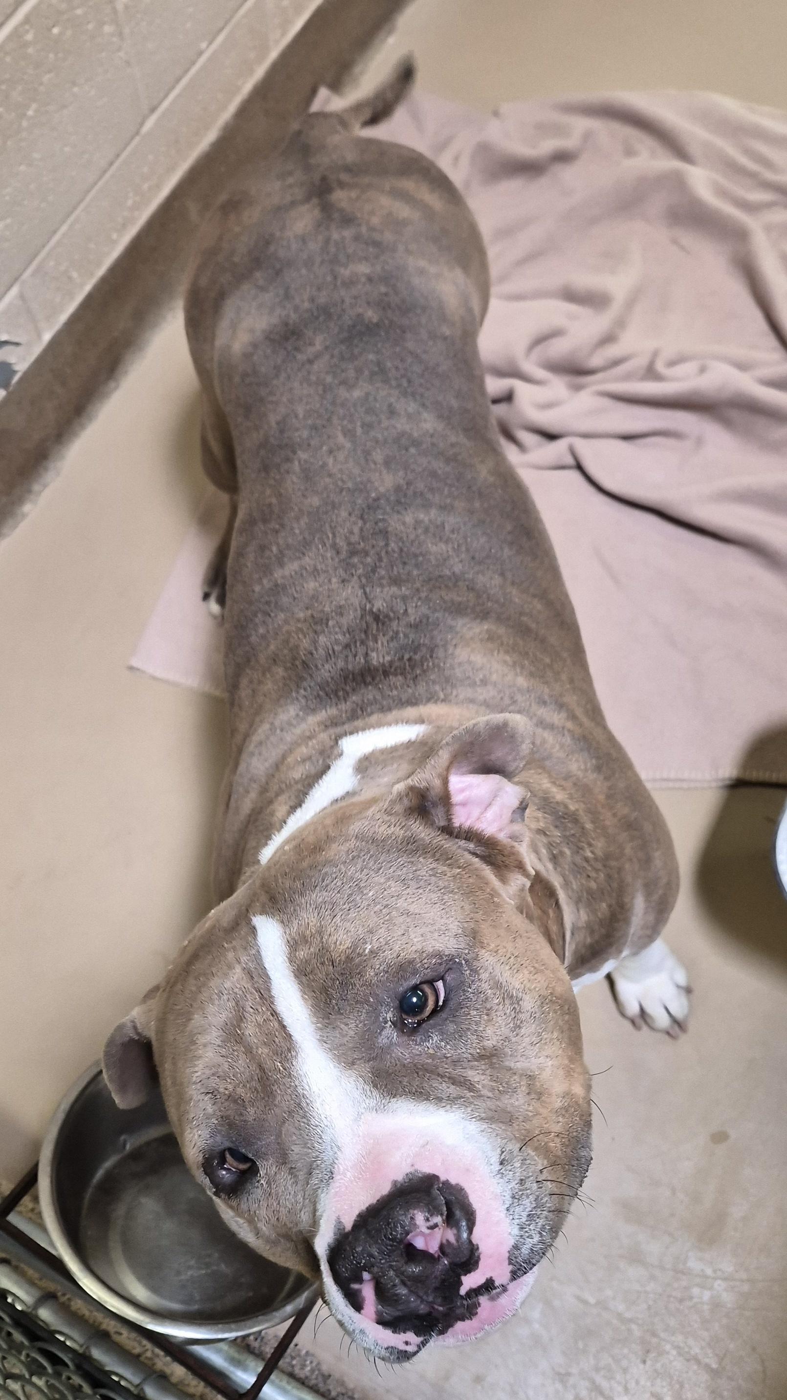 Doja, ADOPTABLE, Adult Female Pit Bull Terrier.