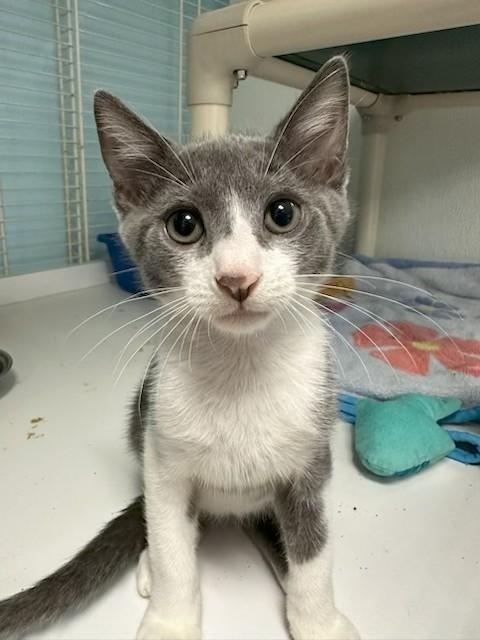 Miller, adopted, Kitten Male Domestic Short Hair & Russian Blue.