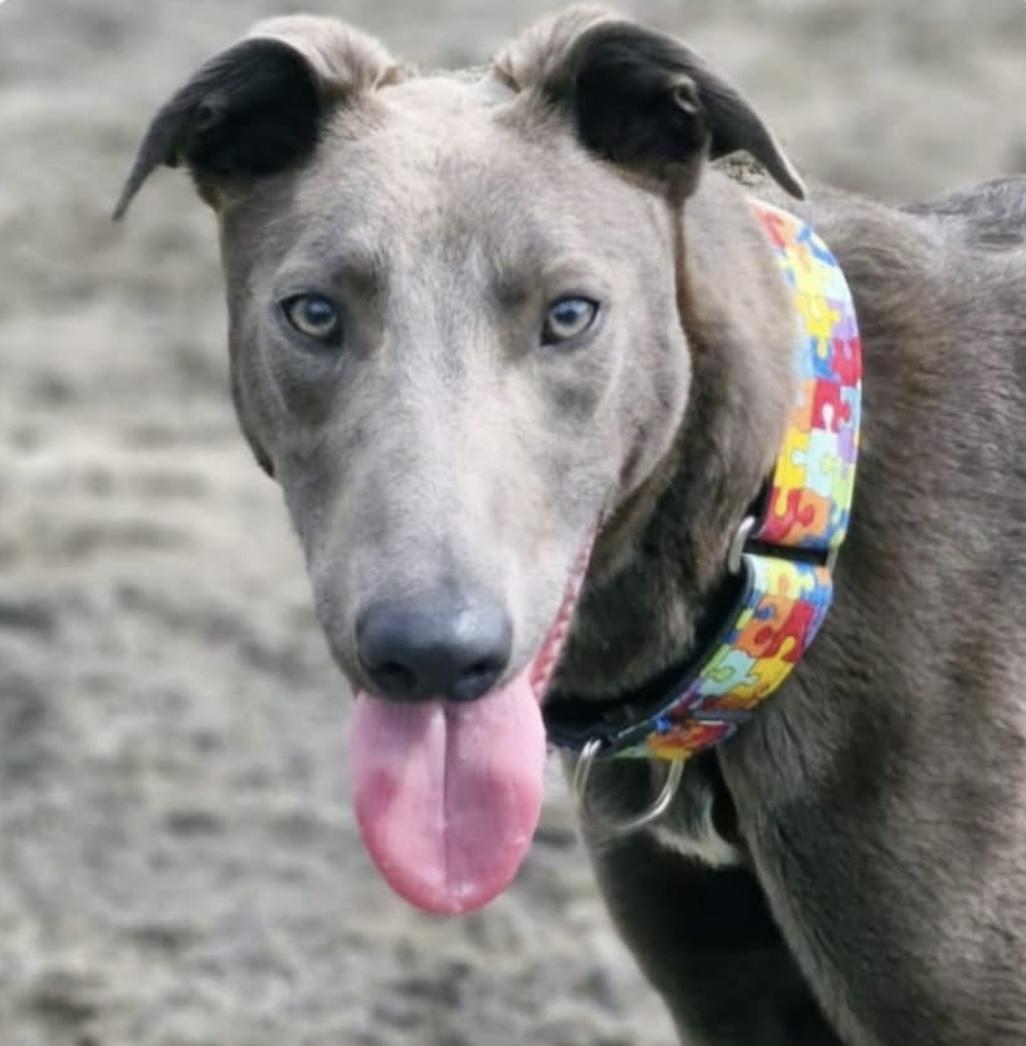 Chris, Adoptable, Young Male Greyhound.