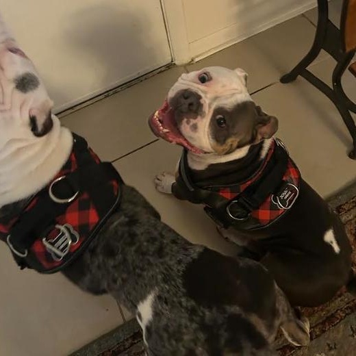 Enlarge Buddha and Princess Leia, a Adoptable mixed breed in Palm Harbor, FL image 4/6