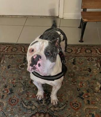 Enlarge Buddha and Princess Leia, a Adoptable mixed breed in Palm Harbor, FL image 5/6